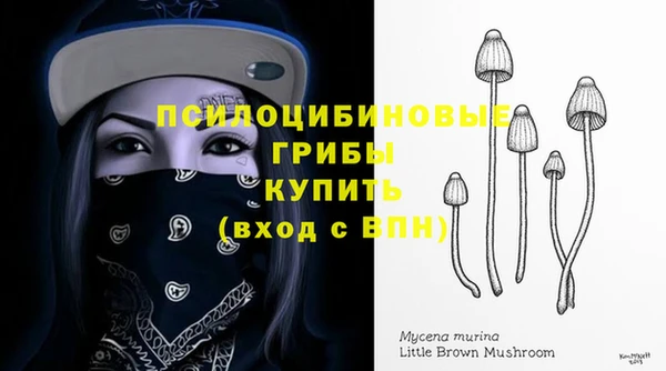 стаф Богданович