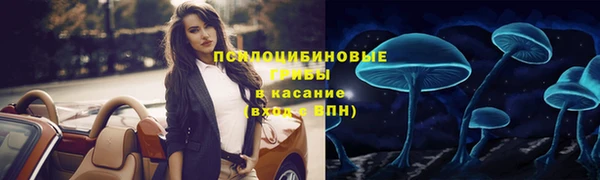 стаф Богданович