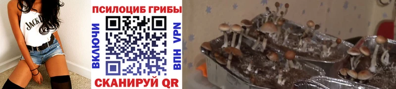 Псилоцибиновые грибы Cubensis  сколько стоит  Волжск 
