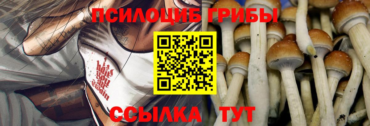 Псилоцибиновые грибы Psilocybe Волжск